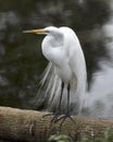 Great White Egret Stock Photo.  Image. Picture. Portrait. Blur background Royalty Free Stock Photo