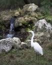 Great White Egret Stock Photo. Great White Egret close-up profile view by waterfalls with rocks and foliage background  in its Royalty Free Stock Photo