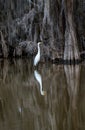 Great White Egret among the cypress trees in Caddo Lake Royalty Free Stock Photo