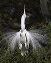 Great white egret doing mating dance in Florida Royalty Free Stock Photo