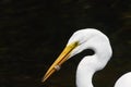 Great White Egret Eating a Fish