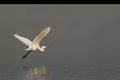 Great White Egret, egretta alba, Adult in Flight at Chobe River, Okavango Delta in Botswana Royalty Free Stock Photo