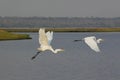 Great White Egret, egretta alba, Adult in Flight, Chobe River, Okavango Delta in Botswana Royalty Free Stock Photo