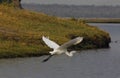 Great White Egret, egretta alba, Adult in Flight at Chobe River, Okavango Delta in Botswana Royalty Free Stock Photo