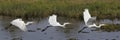 Great White Egret, egretta alba, Adult in Flight, Khwai River, Moremi Reserve, Okavango Delta in Botswana, flight Sequence Royalty Free Stock Photo