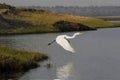 Great White Egret, egretta alba, Adult taking off from Chobe River, in Flight, Okavango Delta in Botswana Royalty Free Stock Photo