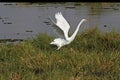 Great White Egret, egretta alba, Adult taking off from Khwai River, in Flight, Moremi Reserve, Okavango Delta in Botswana Royalty Free Stock Photo