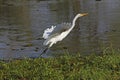 Great White Egret, egretta alba, Adult taking off from Khwai River, in Flight, Moremi Reserve, Okavango Delta in Botswana Royalty Free Stock Photo