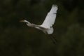 Great white egret (egretta alba) in flight Royalty Free Stock Photo