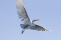 Great white egret flying in blue sky Royalty Free Stock Photo