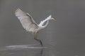 Great white egret egretta alba during landing Royalty Free Stock Photo