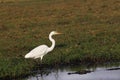 Great White Egret, egretta alba and Nile Crocodile, crocodylus niloticus, Chobe River, Okavango Delta in Botswana Royalty Free Stock Photo