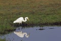 Great White Egret, egretta alba and Nile Crocodile, crocodylus niloticus, Chobe River, Okavango Delta in Botswana Royalty Free Stock Photo