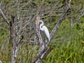 Great White Egret, Egretta alba, on Rio Dulce, Guatemala Royalty Free Stock Photo