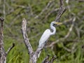 Great White Egret, Egretta alba, on Rio Dulce, Guatemala Royalty Free Stock Photo