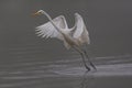 Great white egret (egretta alba) during takeoff Royalty Free Stock Photo