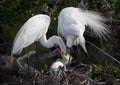 Great White Egret Family Feeding Time Royalty Free Stock Photo