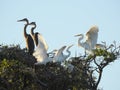 Great White Egret Feeding Young in Tree Top Royalty Free Stock Photo