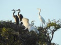 Great White Egret Feeding Young in Tree Top Royalty Free Stock Photo