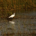 Great White Egret feeing in shallow water