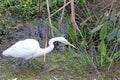 A Great White Egret Fishing
