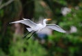 Great white egret flies over Venice Rookery Royalty Free Stock Photo