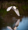 Great White Egret flies over Venice Rookery Royalty Free Stock Photo