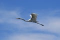 Great White Egret in Flight Royalty Free Stock Photo