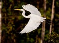 Great White Egret in flight Royalty Free Stock Photo