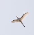 Great White Egret in flight Royalty Free Stock Photo