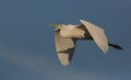 Great White Egret in flight Royalty Free Stock Photo
