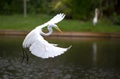 Great White Egret In Flight Florida