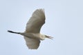 Great white egret  in flight. Flying with spread wings and open beak Royalty Free Stock Photo