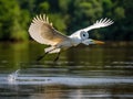 Great White Egret in flight