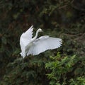 Beautiful great white egret in flight Royalty Free Stock Photo