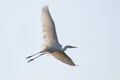 Great White Egret in flight with open wings , Ardea Alba Royalty Free Stock Photo