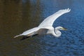 Great White Egret In Flight Royalty Free Stock Photo