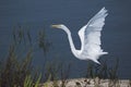 Great white egret in flight over the lake of wetland Royalty Free Stock Photo