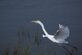 Great white egret in flight over the lake of wetland Royalty Free Stock Photo