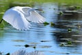 Great white egret in flight over water Royalty Free Stock Photo