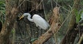 A great White Egret in Florida at Corkscrew Swamp Sanctuary Royalty Free Stock Photo