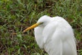 A Great White Egret at Crokscrew swamp Florida