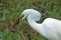 An Great White Egret in Florida eating a snail Royalty Free Stock Photo