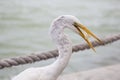 Great White Egret at Florida Gulf Coast Resort