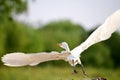 Great White Egret Fluffing Feathers at Port India Royalty Free Stock Photo