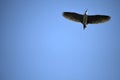 A Waterhen flying in the sky Royalty Free Stock Photo