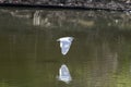 Great White Egret flying low over reflection Royalty Free Stock Photo