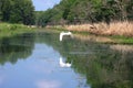 Great White Egret Flying over the Bayou. Royalty Free Stock Photo