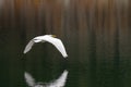 Great White Egret flying over the calm water of a pond Royalty Free Stock Photo