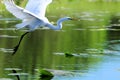 Great white egret flying over water Royalty Free Stock Photo